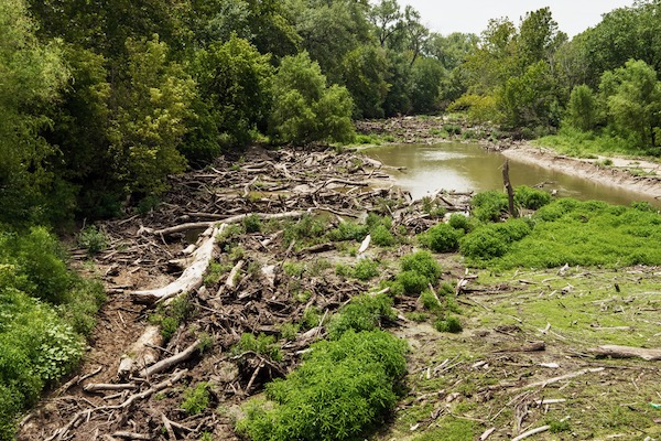 Elm Fork Log Jam