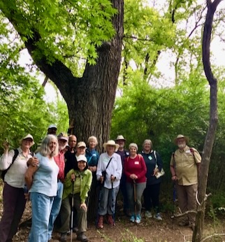 Hundreds of people attend the Texas Buckeye Walks in March, a tradition continued since the 1980, and pose with Ned, a 100+ year old bur oak and trail feature.
