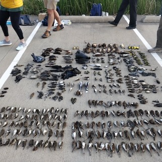 Bird carcasses found in downtown Dallas collected by volunteers.