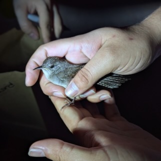 A bird stunned by a building collision in Downtown Dallas is held by a Lights Out, Dallas! volunteer.