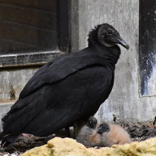 A turkey vulture parent protects her chicks at the UNT Discovery Park. Photo by Mack Davis.