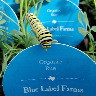 A monarch caterpillar on plants from Blue Label Farms