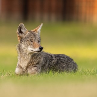 Coyote at rest in Coppell. 