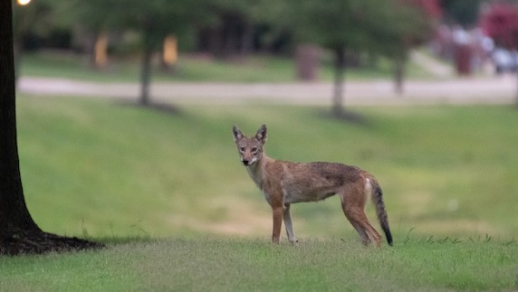Wary coyote in a park