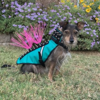 Dog wearing a protective vest.