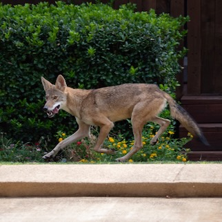 Coyote trotting past a residence near Love Field..