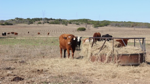 Cows filling up on hay in a pasture that will be re-seeded and restored