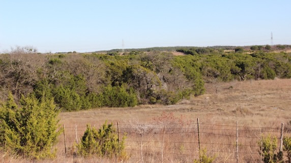 A meadow of native grasses backing up to a juniper woodland