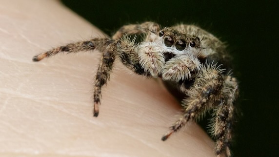 Tan jumping spider. 