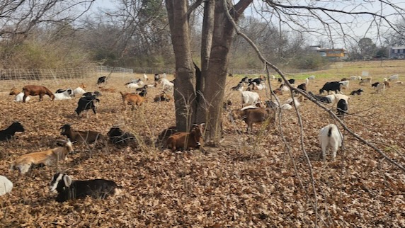 Goats take a break at White Rock Lake