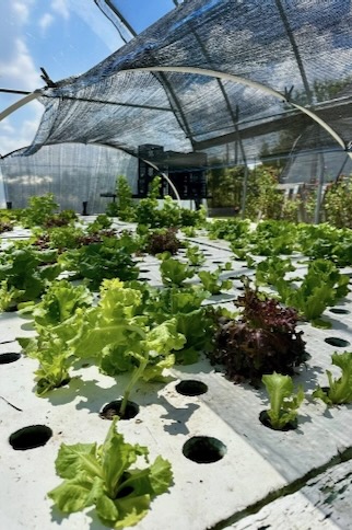 Lettuce growing in GrowOn's aquaponics system.