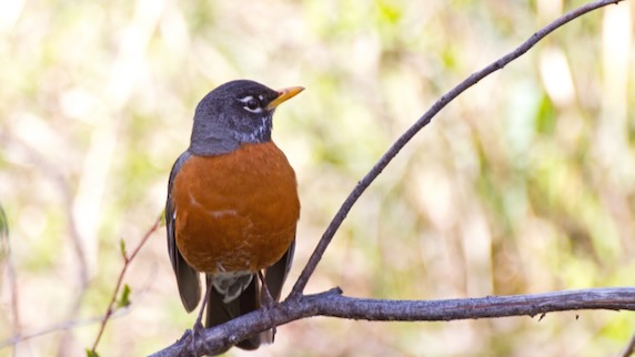 American Robin