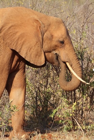 Elephant in Kenya