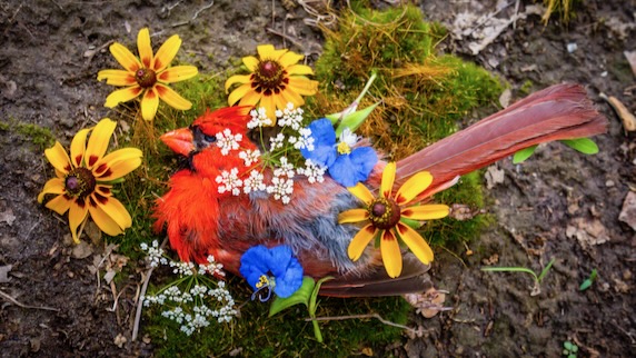 A cardinal memorial by artist Amanda Stronza