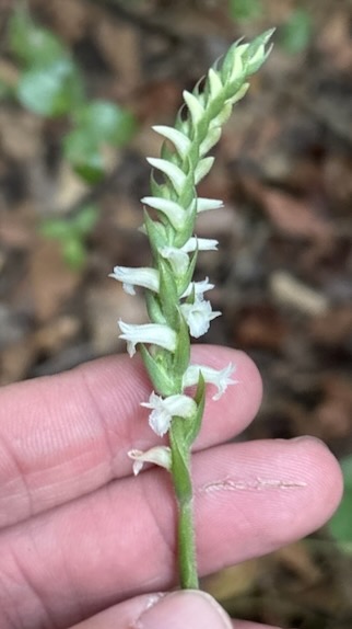 Nodding Ladies Tresses