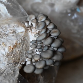 Oyster mushroom block