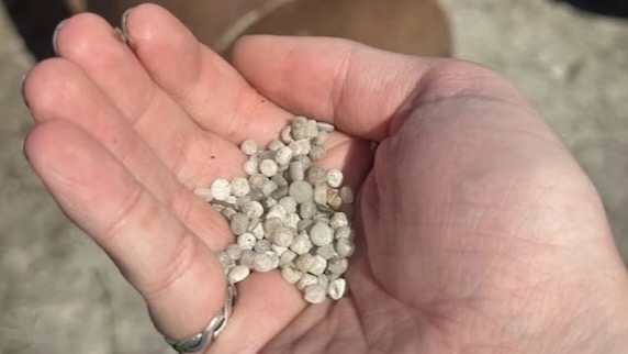 Nurdles found near the Dow Plant in Seadrift, Texas.