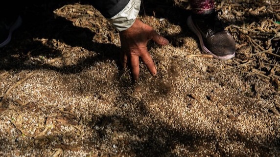 Nurdles Diane Wilson digs through sediments mixed with polyethylene pellets