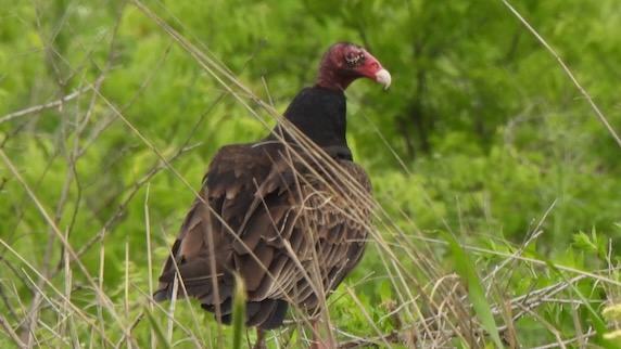 A turkey vulture surveys his surroundings in Cedar Hill. Photo by Sam Kieschnick.