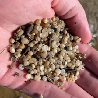 Nurdles collected on a beach.