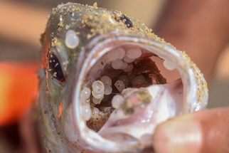 Fish with nurdles in its mouth, mistaken for food