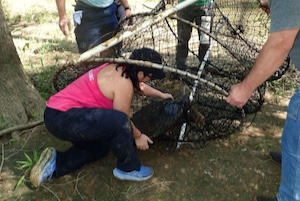 Viviana Ricardez working with an Alligator Snapping Turtle captured in a hoop trap