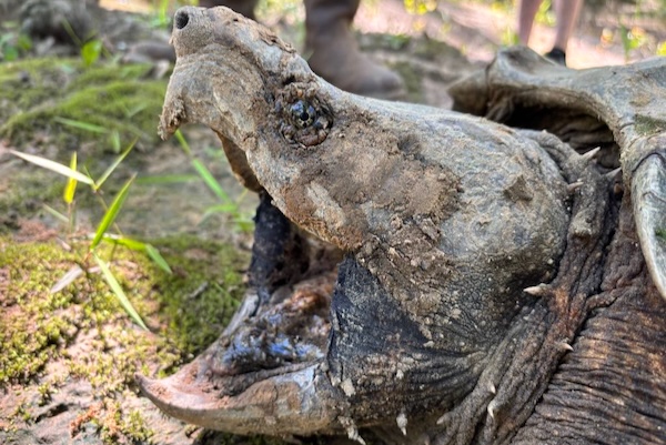 The massive head and jaws of an Alligator Snapping Turtle