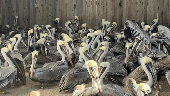 Pelicans at the Amos Rehabilitation Keep.