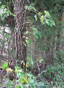 Poison ivy on tree