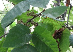 Poison ivy berries