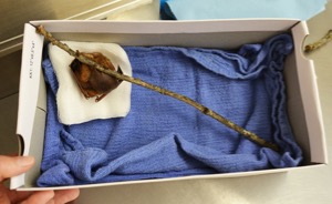 Bat World Sanctuary rescue