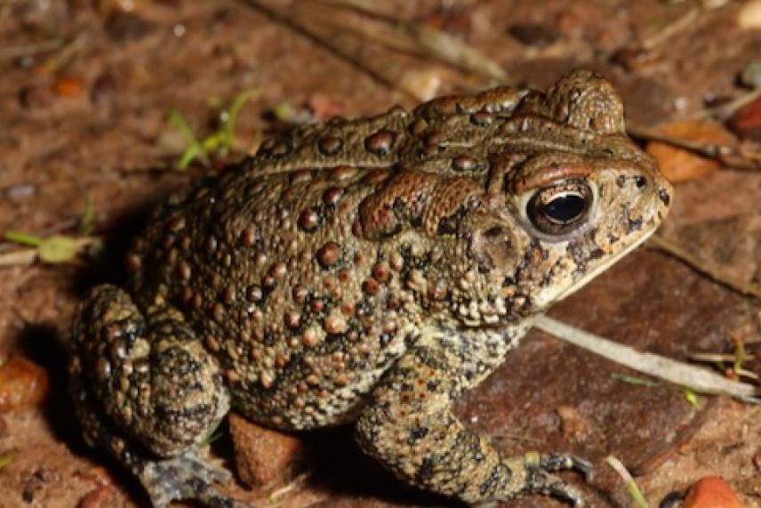 The Houston toad is an endangered species that is – or was – found from Harris County to Bastrop and a few nearby counties.