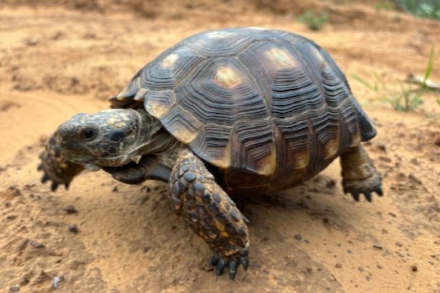 A Texas Tortoise at the study site.