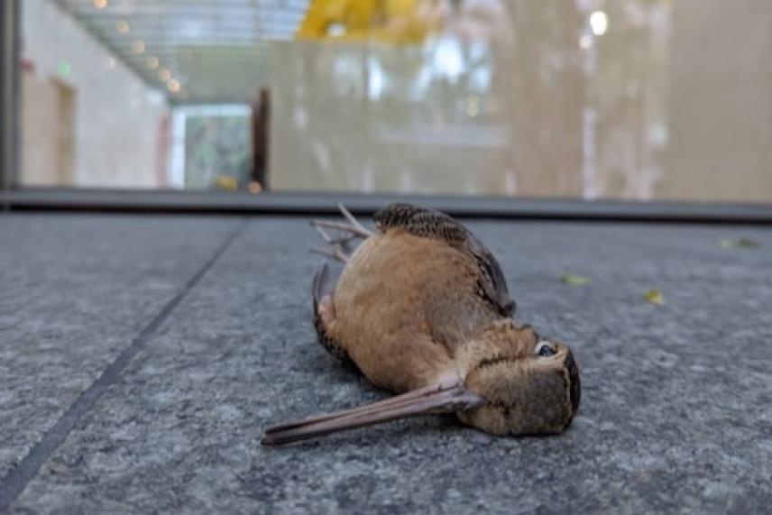 A bird killed by a building collesion in Downtown Dallas 