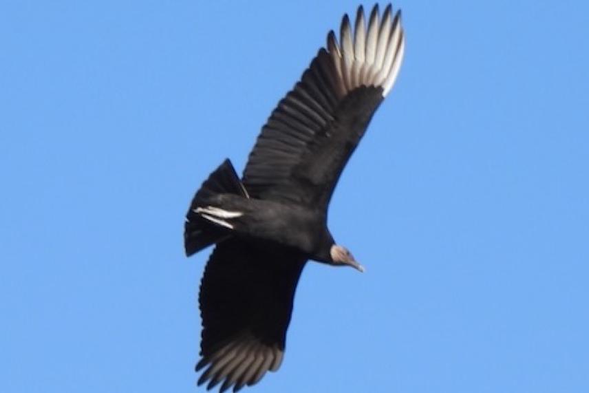 A black vulture seen at Sheri Capehart Nature Preserve in Arlington in 2024. Photo by Sam Kieschnick.