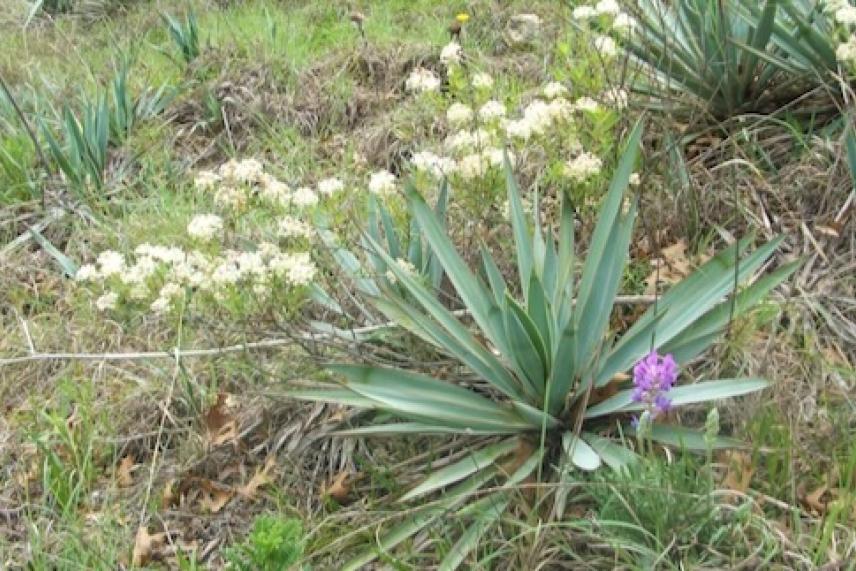 Rare native Texas plants