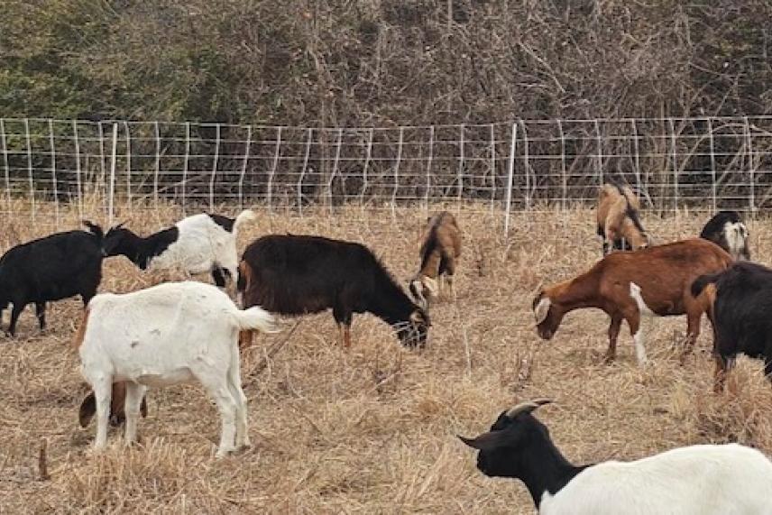 Goats munching on privet at White Rock Lake in Dallas