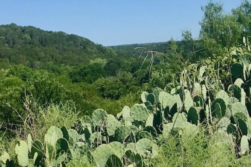 Cactus at Palo Pinto Mountains State Park