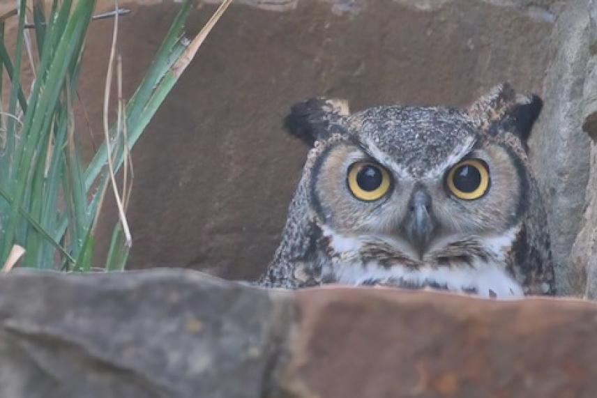 Athena the owl at Lady Bird Johnson Wildflower Center.