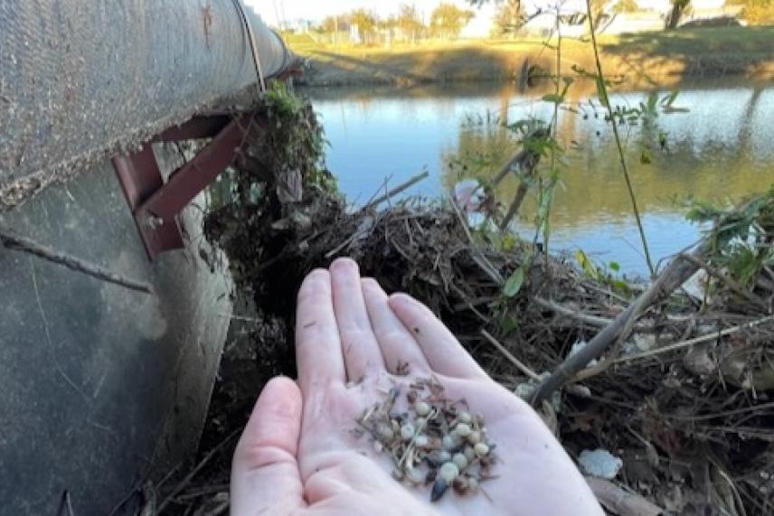 Plastic pellets called nurdles were found at Mountain Creek Lake in Grand Prairie by a volunteer. 