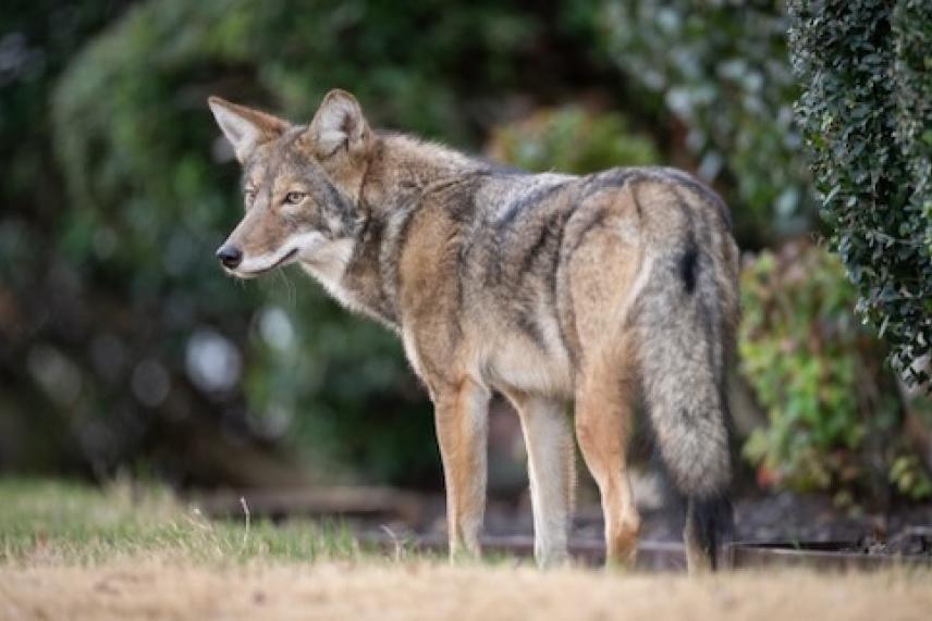 Coyote seen at Twin Creeks Park in Allen, Texas