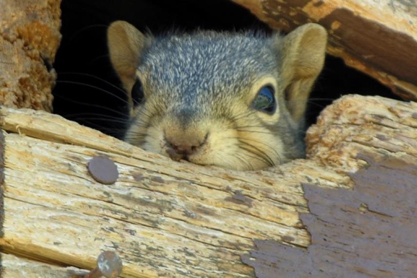Squirrel peeking through a wooden fence.