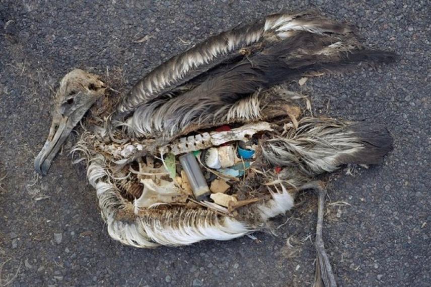 Deceased bird with exposed plastics in its abdomen.