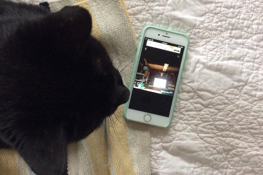 Black cat sitting next to a smartphone on a bed.