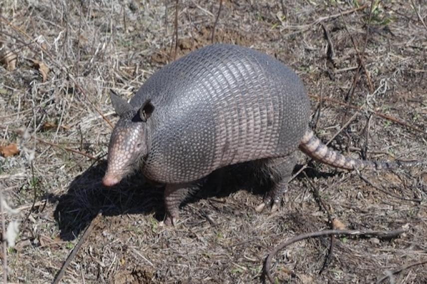 Armadillo walking on dry grass and twigs.