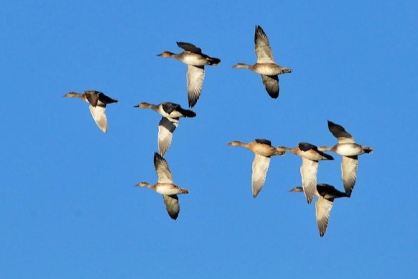 Flock of birds flying in a clear blue sky.
