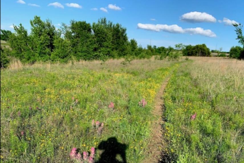 Path through a grassy field with wildflowers, trees, and blue sky.