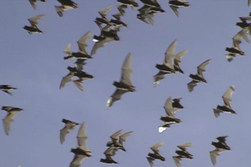 Bats flying in a clear blue sky.