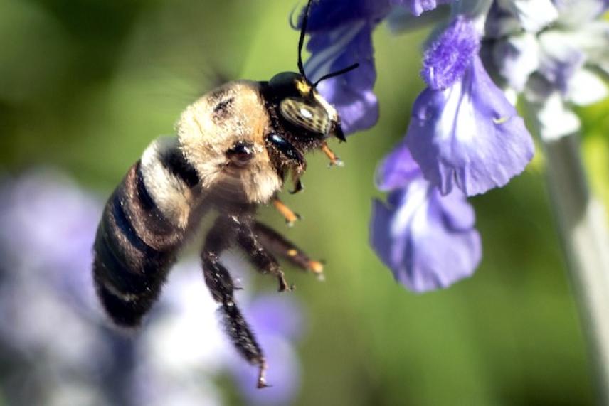 Bee hovering near purple flowers, green blurred background.