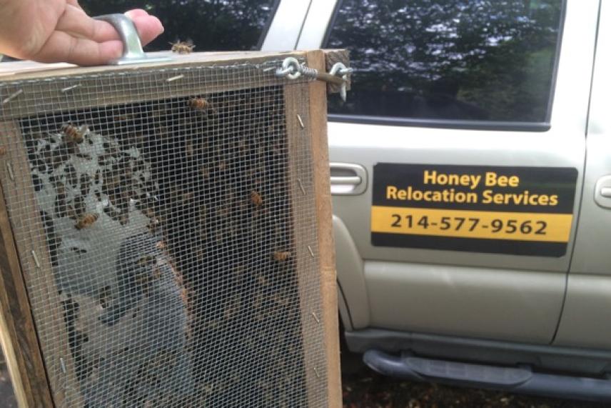 Bees in a wooden box next to a vehicle with a bee relocation service sign.